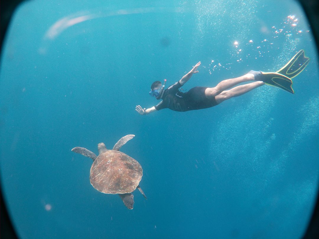 snorkeling-with-turtle